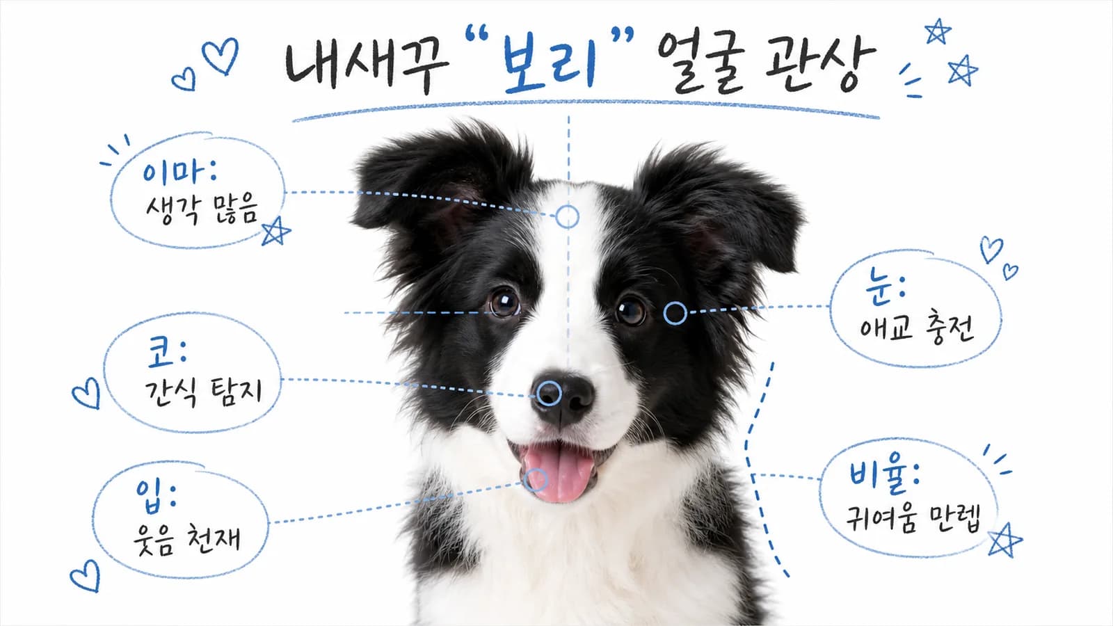 보더콜리 사진 위에 성향 분석 UI 카드를 얹은 반려동물 관상 리포트 AI 썸네일